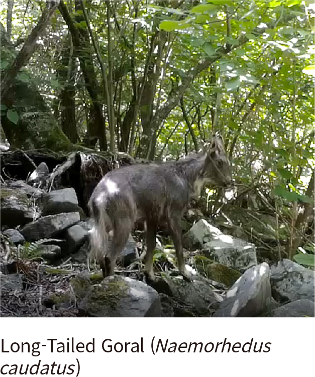 Long-tailed Goral (Sanyang)