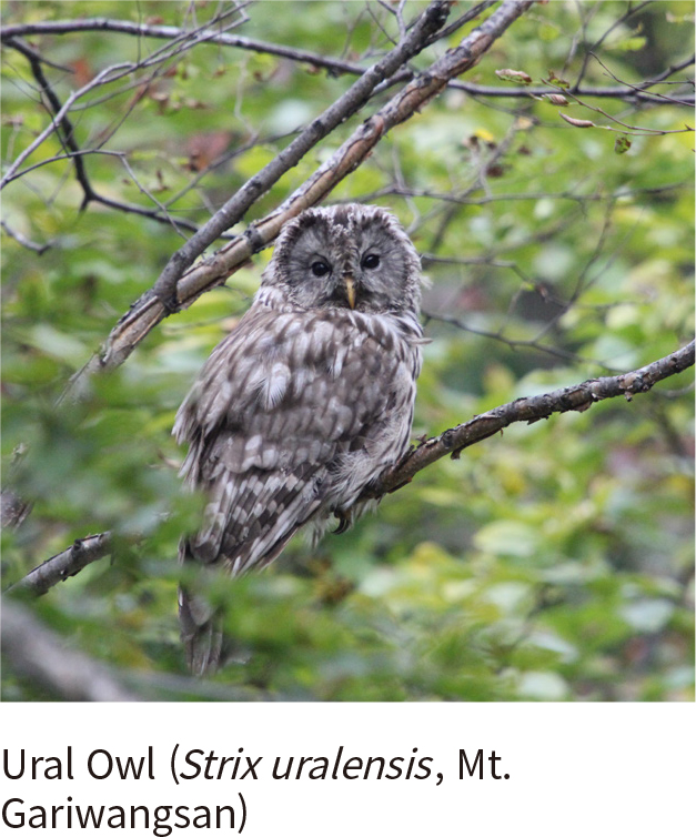 Ural Owl (Mt. Gariwang)