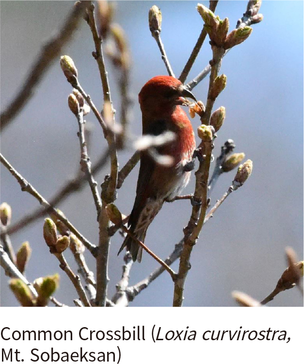 Red Crossbill (Mt. Sobaek)