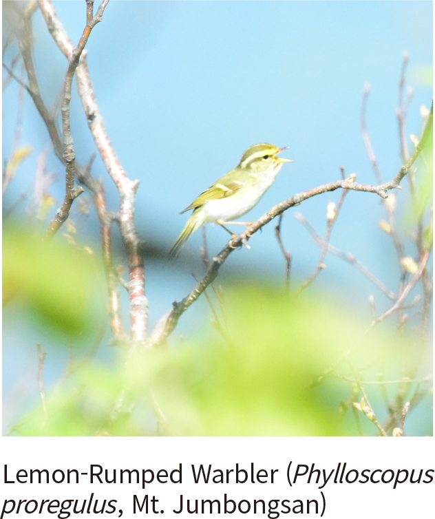 Yellow-browed Warbler (Mt. Deogyu)