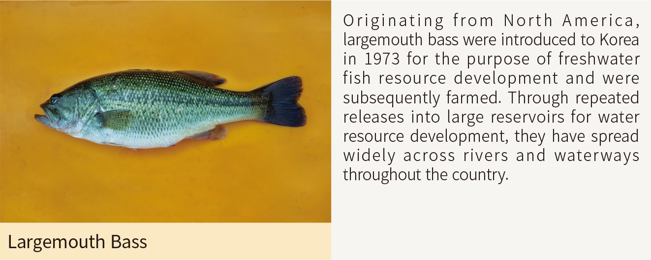 Largemouth Bass