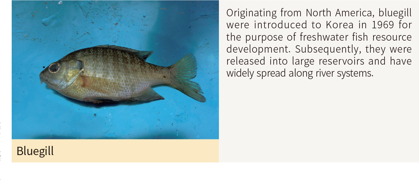 Bluegill