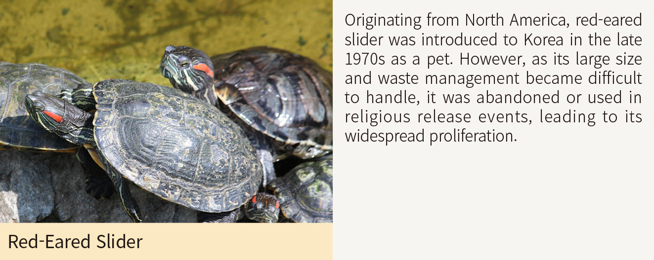 Red-Eared Slider