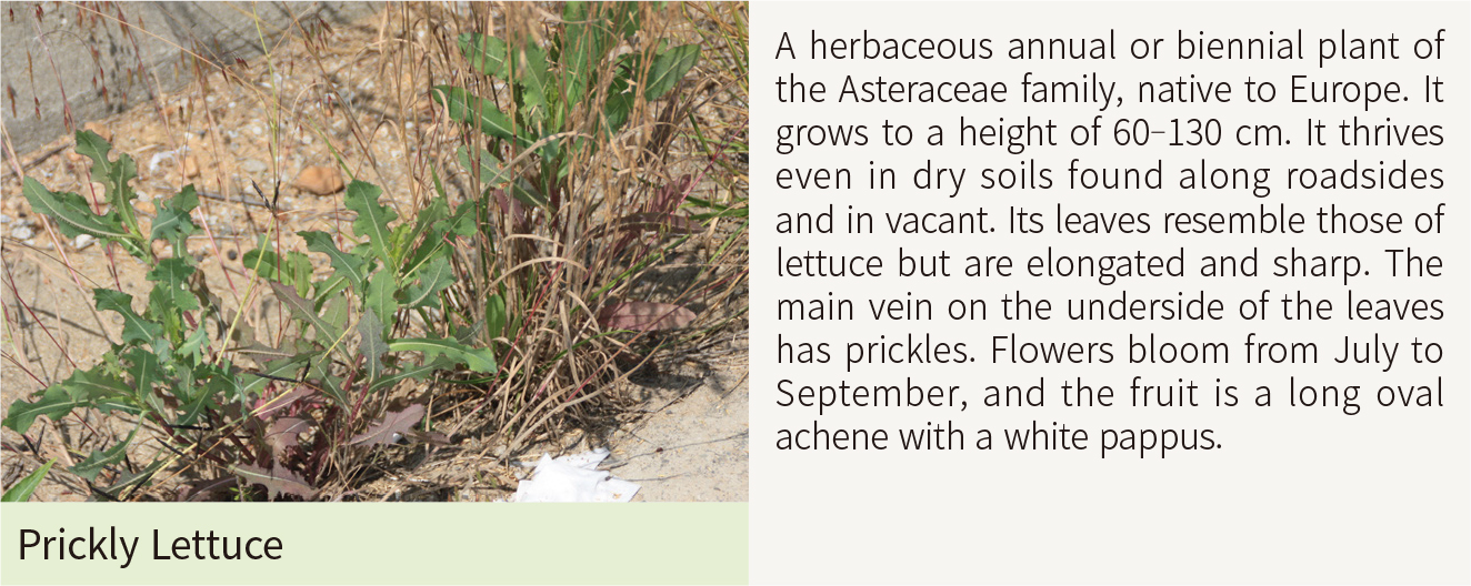 Prickly Lettuce