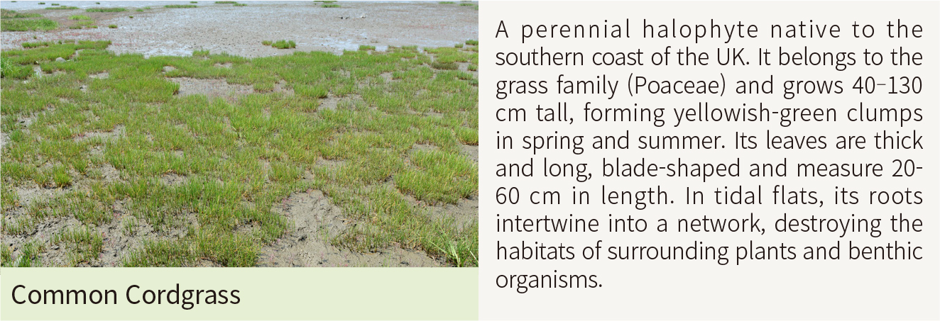 Common Cordgrass