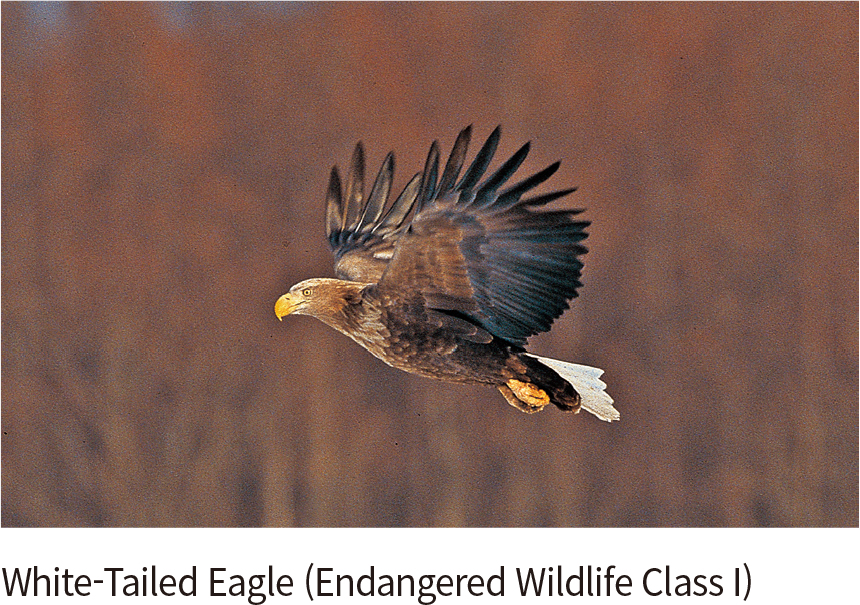 White-Tailed Eagle (Endangered Wildlife Class I)