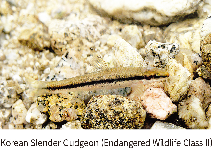 Korean Slender Gudgeon (Endangered Wildlife Class II)