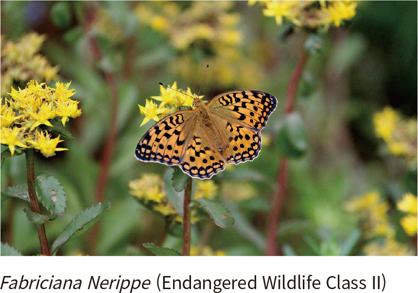 Fabriciana Nerippe (Endangered Wildlife Class II)