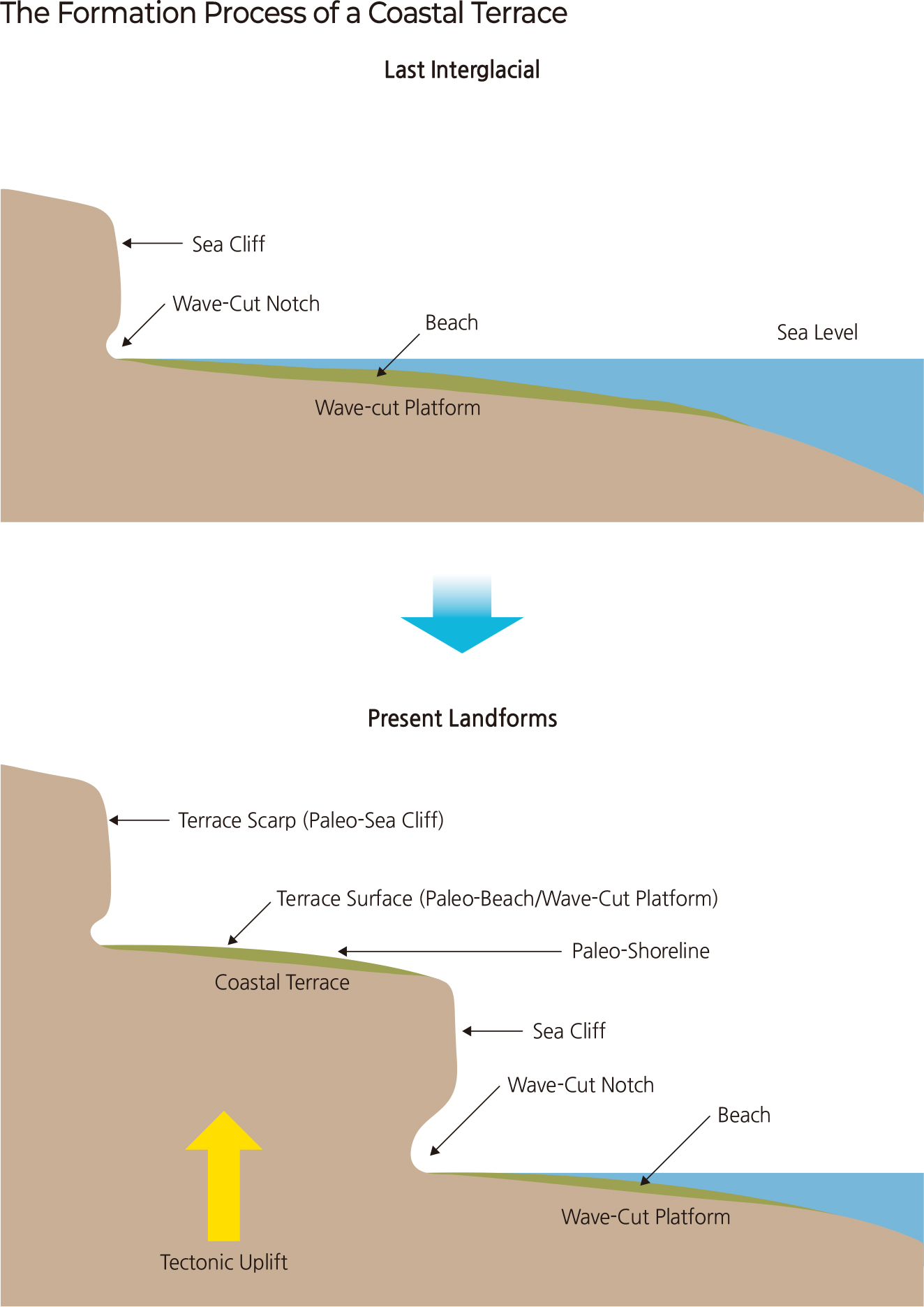 The Formation Process of a Coastal Terrace