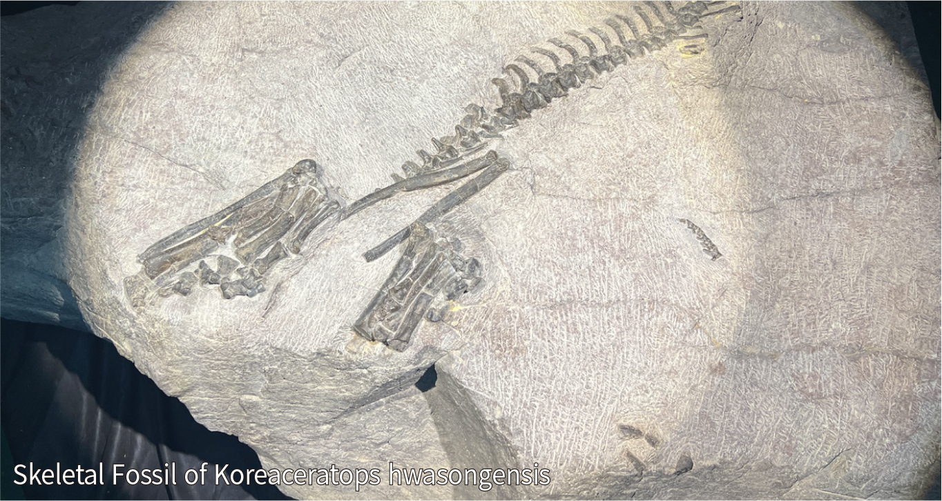 Skeletal Fossil of Koreaceratops hwaseongensis