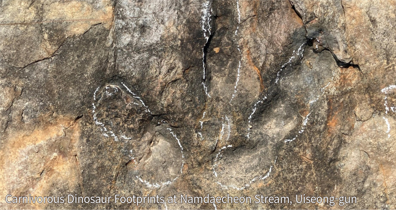 Dinosaur Footprint Fossils 1