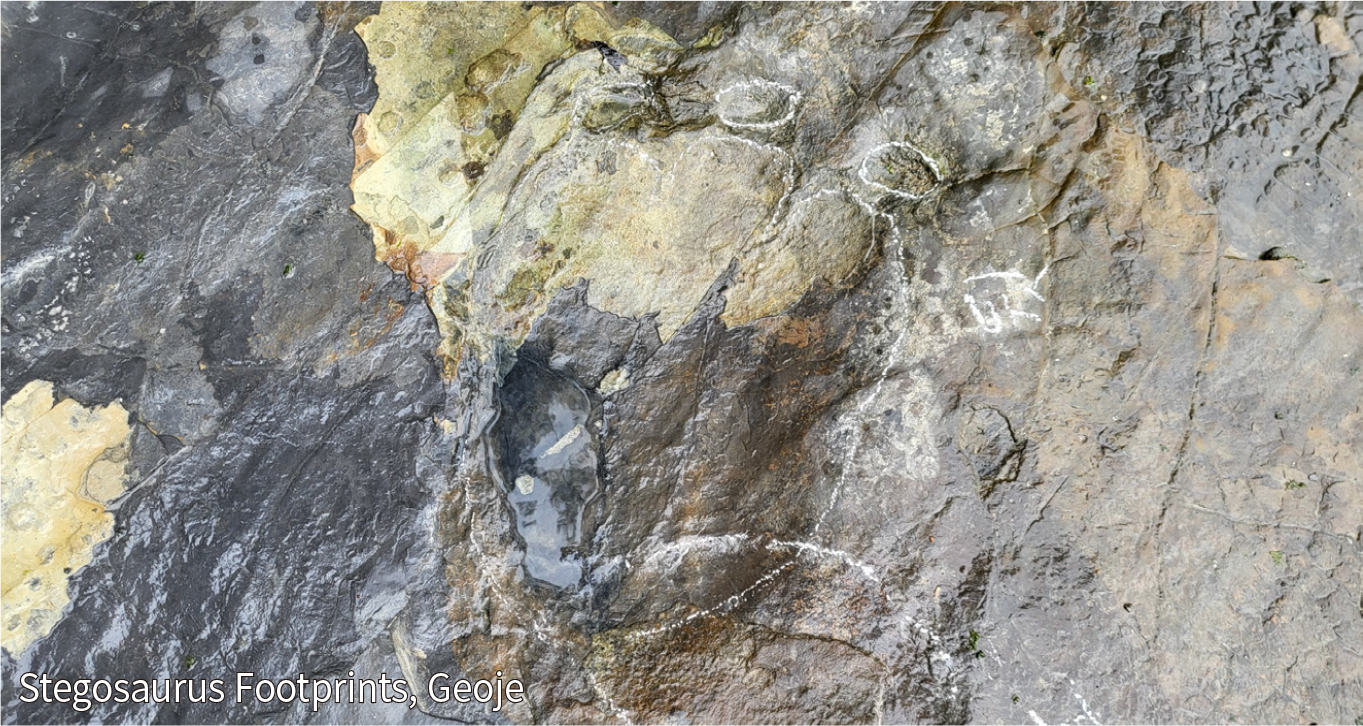 Dinosaur Footprint Fossils 2