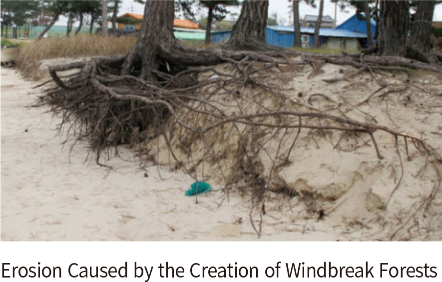 Erosion Caused by the Creation of Windbreak Forests